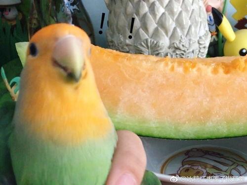 带鸟吃瓜,带鸟共赏的田园风光