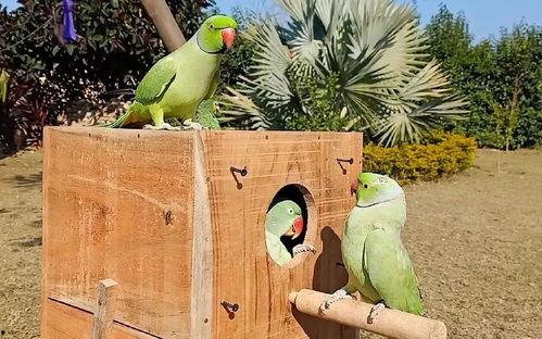 带鸟吃瓜,带鸟共赏的田园风光