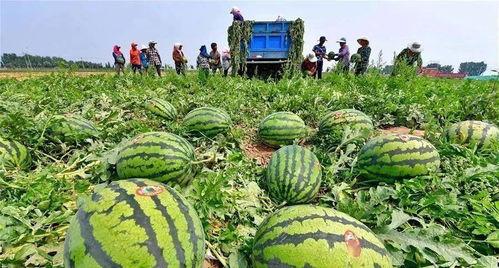 河北任丘吃瓜女孩,揭秘网络热议背后的真相