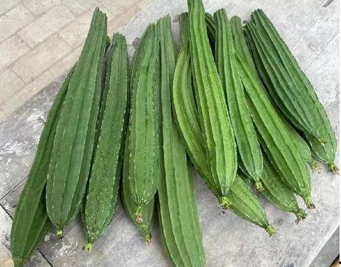 可以吃的绿色瓜,探寻可食用绿色瓜类的美味与营养