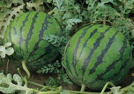 可以吃的绿色瓜,探寻可食用绿色瓜类的美味与营养