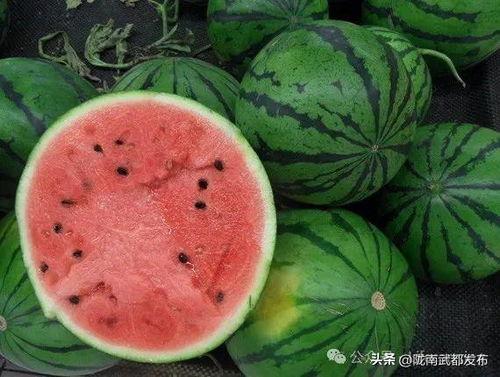 吃河南的瓜,尽享瓜果飘香