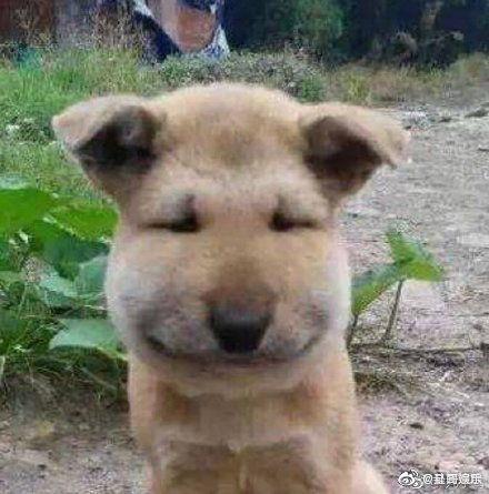 憨憨的吃瓜头像,笑翻你的日常