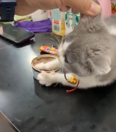 拿小猫娃娃吃瓜,小猫娃娃与吃瓜奇遇记