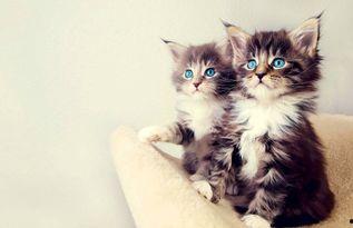 拿小猫娃娃吃瓜,小猫娃娃与吃瓜奇遇记