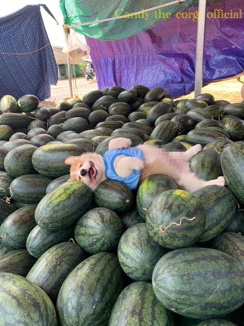 吃瓜图片大全最新,揭秘最新吃瓜图片大全背后的趣味与真相