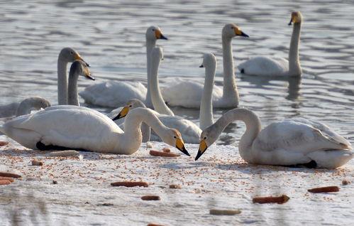 白天鹅吃瓜,一场与自然的和谐共舞