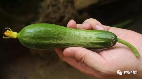 新疆喜欢吃小瓜还是大瓜,小瓜与大瓜的美食对决