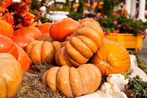 半夜可吃秋瓜不,揭秘“半夜可吃秋瓜”的养生智慧