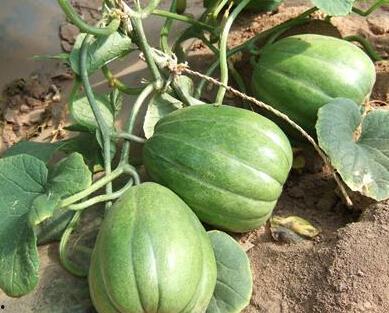 天总视频吃瓜,揭秘娱乐圈幕后真相