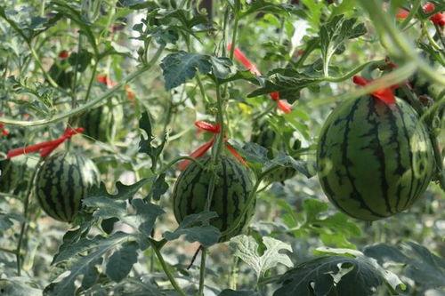 济南吃瓜女的,网络热议背后的真相与反思