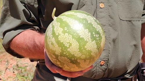 怎么找到吃瓜的人,如何轻松成为吃瓜群众的人生赢家