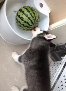 吃瓜的二毛,揭秘娱乐圈那些不为人知的幕后故事