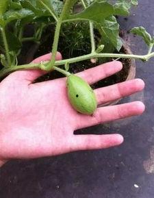 吃瓜的二毛,揭秘娱乐圈那些不为人知的幕后故事