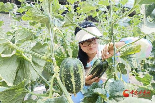 摓瓜怎么吃,解锁夏日清新美味