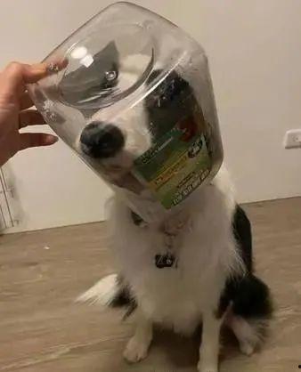 巴斯光年吃瓜,一场星际美食之旅