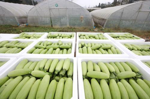 简约大方的吃瓜,尽享吃瓜时光