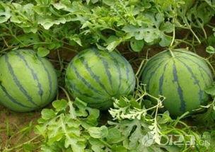 有瓜吃就好,有瓜吃就好，尽享生活美好