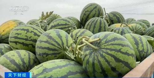 惠州华贸吃瓜,一场吃瓜盛宴背后的故事