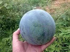 坐船吃瓜,一场别开生面的水上美食之旅