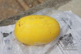 黄皮的瓜怎么吃,解锁美味新体验