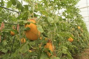 黄皮的瓜怎么吃,解锁美味新体验