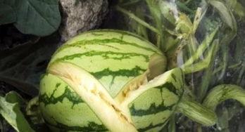 西瓜裂瓜可以吃吗,能否食用及处理方法解析