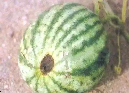 西瓜裂瓜可以吃吗,能否食用及处理方法解析