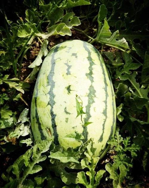 庄河最近吃瓜事件,揭秘背后真相与网络舆论风暴