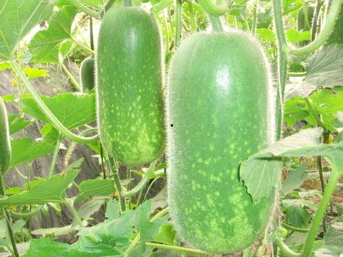 吃瓜沁阳,揭秘当地美食与民俗风情