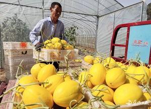 吃瓜沁阳,揭秘当地美食与民俗风情