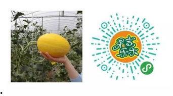 吃瓜沁阳,揭秘当地美食与民俗风情