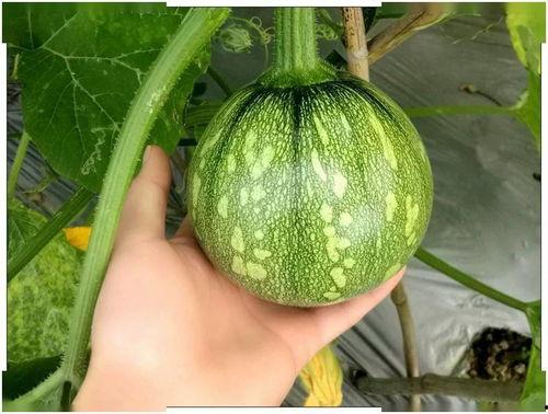 小潘吃瓜,揭秘娱乐圈那些不为人知的幕后故事