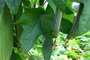 水瓜秋冬吃有毒吗,揭秘季节性食用风险