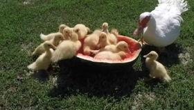 吃瓜鸭吃鱼,一场美食与文化的碰撞之旅