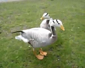 吃瓜鸭吃鱼,一场美食与文化的碰撞之旅