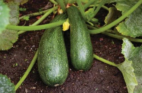 吃中药吃瓜可以吗,健康饮食的巧妙搭配