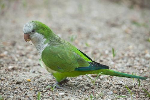 鹦鹉可以吃博洋瓜,揭秘博洋瓜的神奇魅力