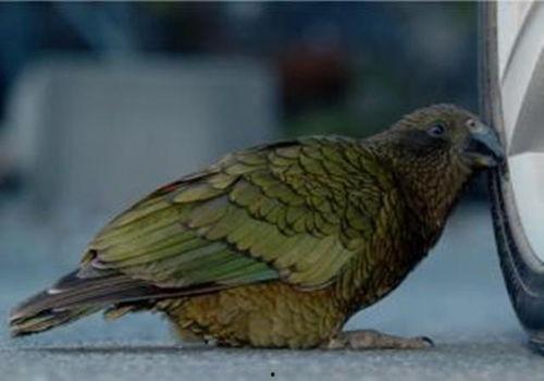 鹦鹉可以吃博洋瓜,揭秘博洋瓜的神奇魅力