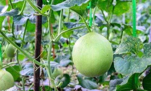 吃瓜拉嗓子,揭秘娱乐圈的酸甜苦辣