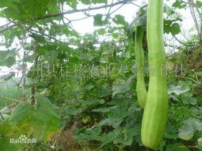 砍瓜就是这么吃的,探索传统美食的创新演绎