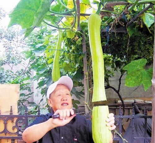 砍瓜就是这么吃的,探索传统美食的创新演绎