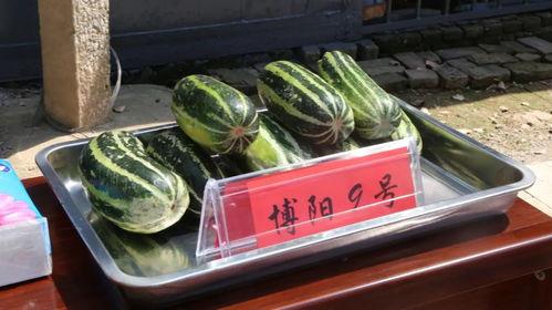 美区吃瓜网,揭秘娱乐圈最新热点，带你领略娱乐界的风云变幻