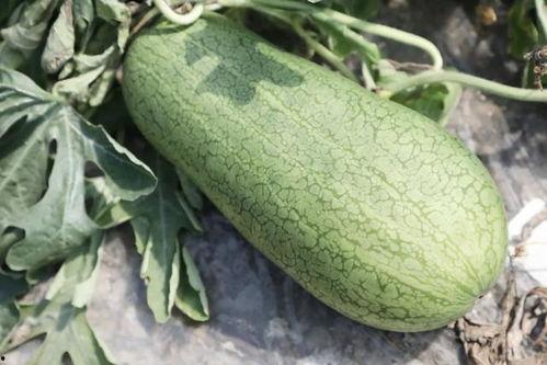 吃瓜季季,揭秘娱乐圈幕后故事