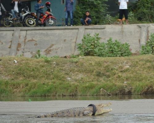 吃瓜项羽,揭秘秦末风云中的美食传奇