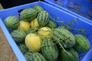 蹲吃瓜群,揭秘网络社交的“瓜田”奇观