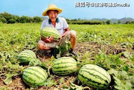 蹲吃瓜群,揭秘网络社交的“瓜田”奇观