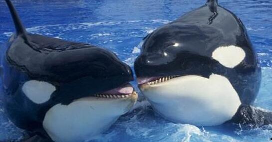 鲸鱼88吃瓜,揭秘娱乐圈吃瓜背后的真相与内幕