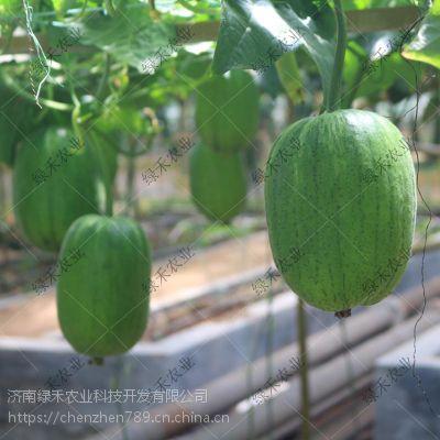 短司瓜怎么吃,解锁美味新体验