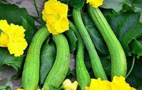 短司瓜怎么吃,解锁美味新体验